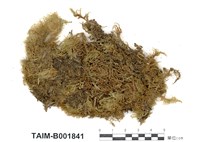 藏品(毛梳苔)的圖片